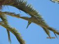 Juin2012 073.jpg